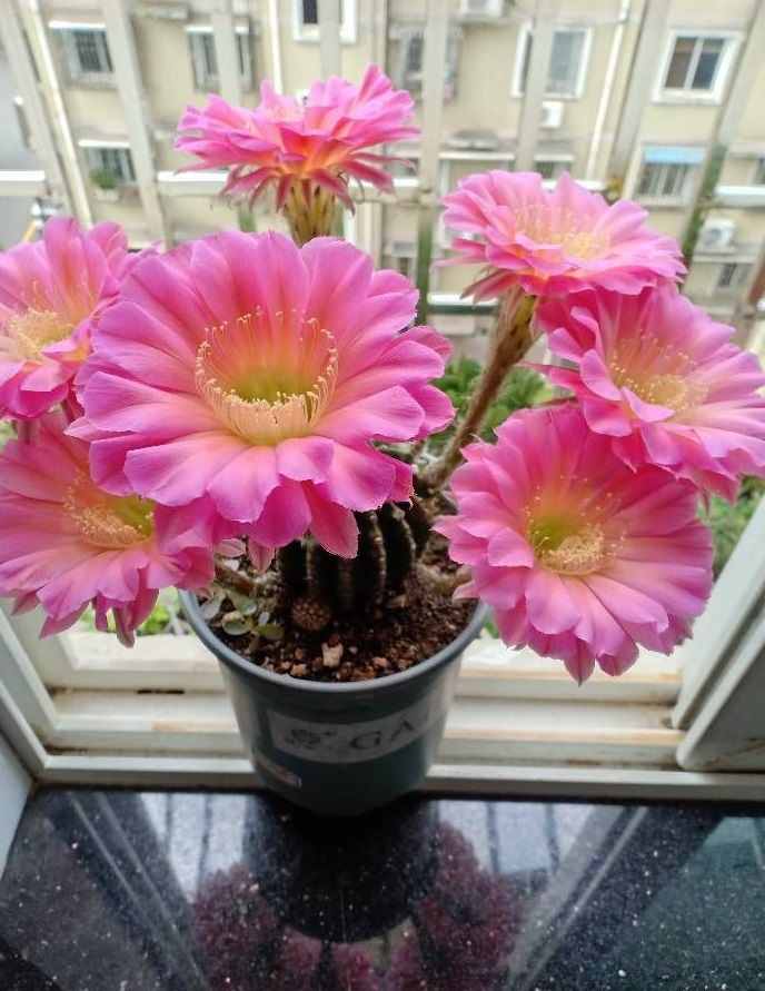 八種會(huì)開花的仙人球，每年花開好幾次，美麗又好養(yǎng)，新手也能種