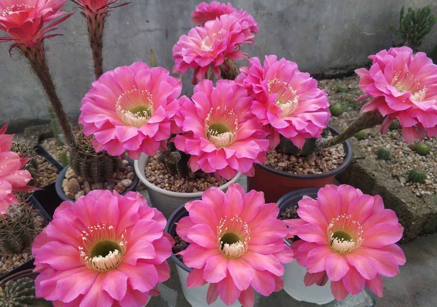 八種會(huì)開花的仙人球，每年花開好幾次，美麗又好養(yǎng)，新手也能種