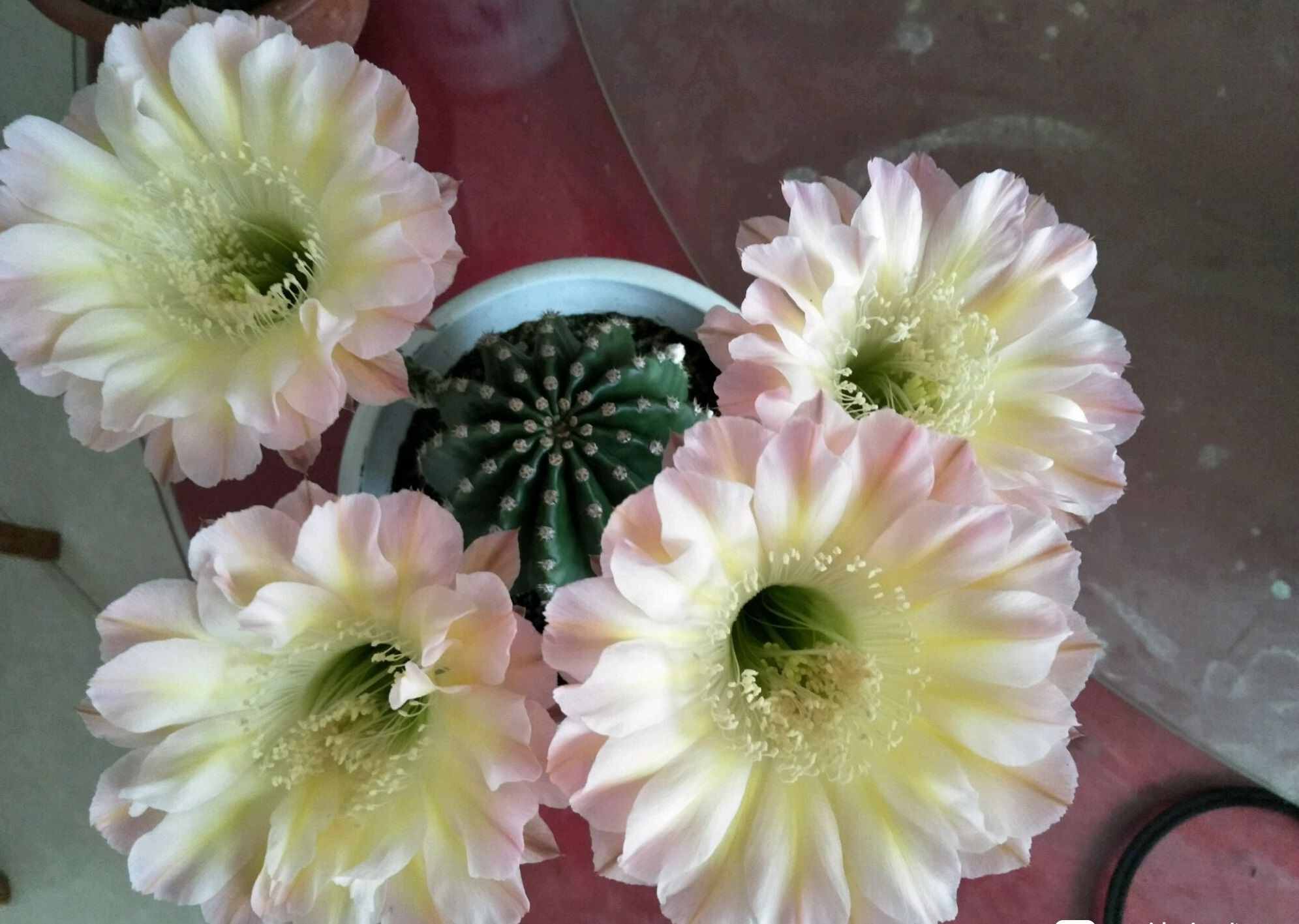 八種會(huì)開花的仙人球，每年花開好幾次，美麗又好養(yǎng)，新手也能種