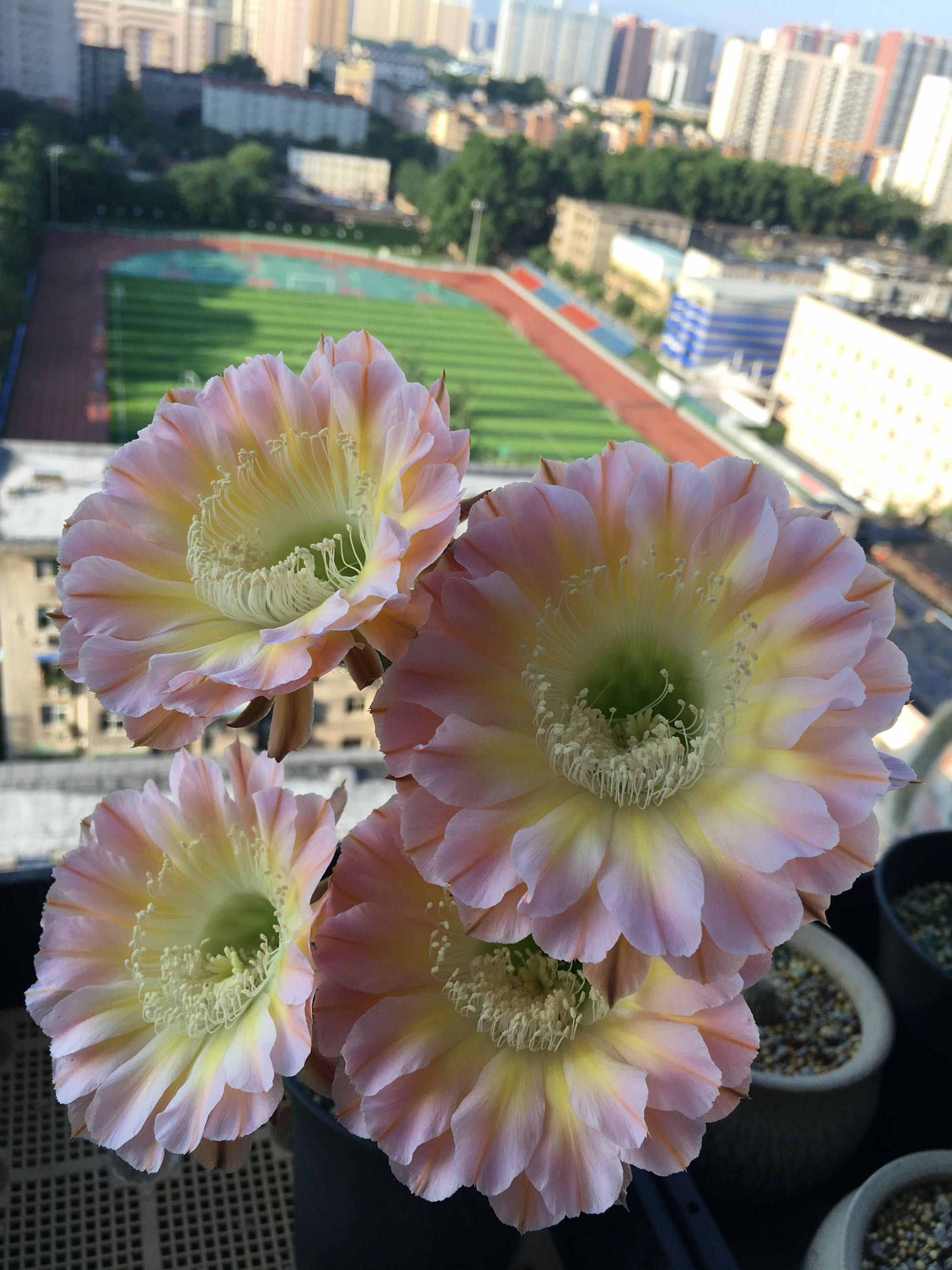 八種會(huì)開花的仙人球，每年花開好幾次，美麗又好養(yǎng)，新手也能種