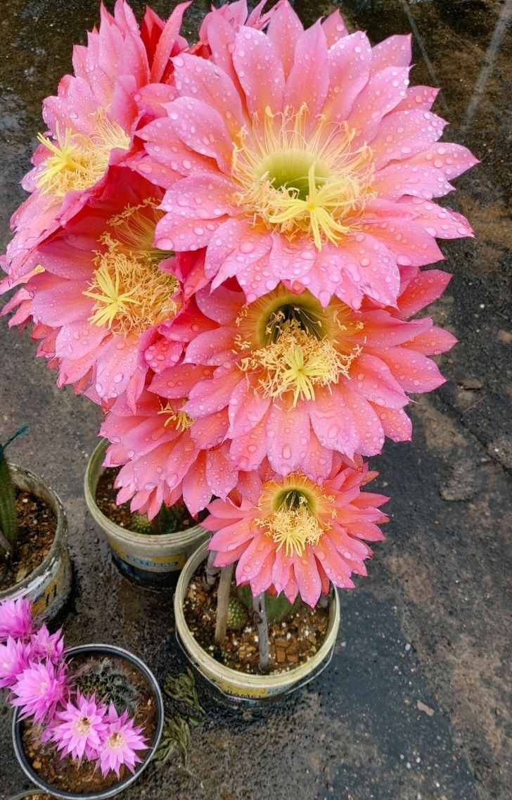 八種會(huì)開花的仙人球，每年花開好幾次，美麗又好養(yǎng)，新手也能種