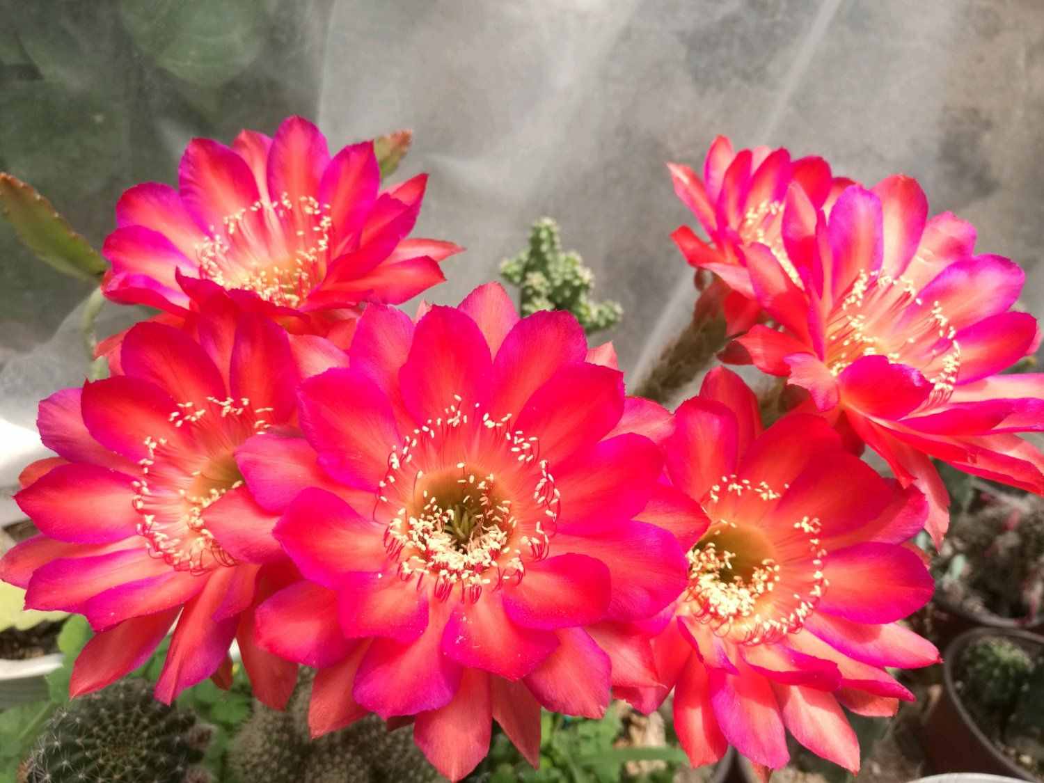 八種會(huì)開花的仙人球，每年花開好幾次，美麗又好養(yǎng)，新手也能種