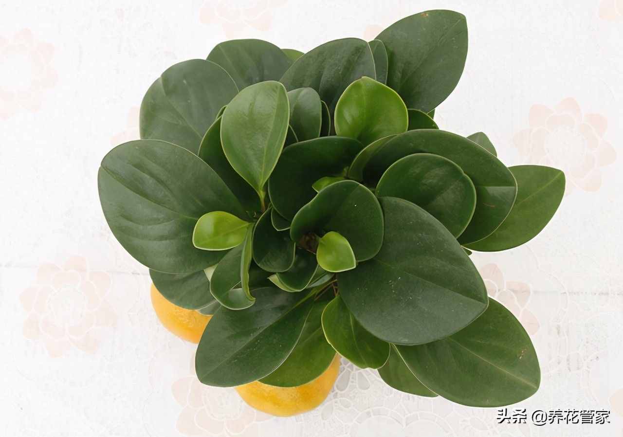 盤點10種遇水即活的植物，干凈又衛(wèi)生