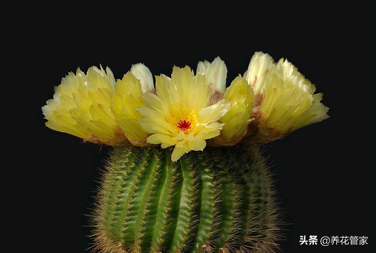 盤點10種遇水即活的植物，干凈又衛(wèi)生