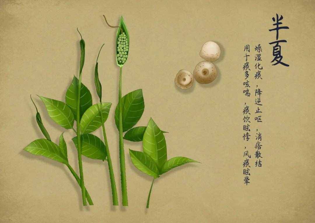 24節(jié)氣養(yǎng)生夏至篇，養(yǎng)眼，養(yǎng)心，養(yǎng)腦