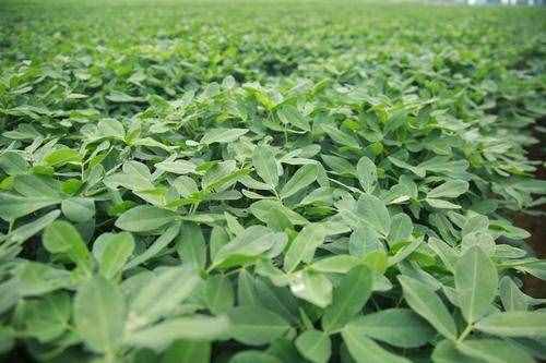 關(guān)于黑花生你了解有多少？如何種好黑花生？