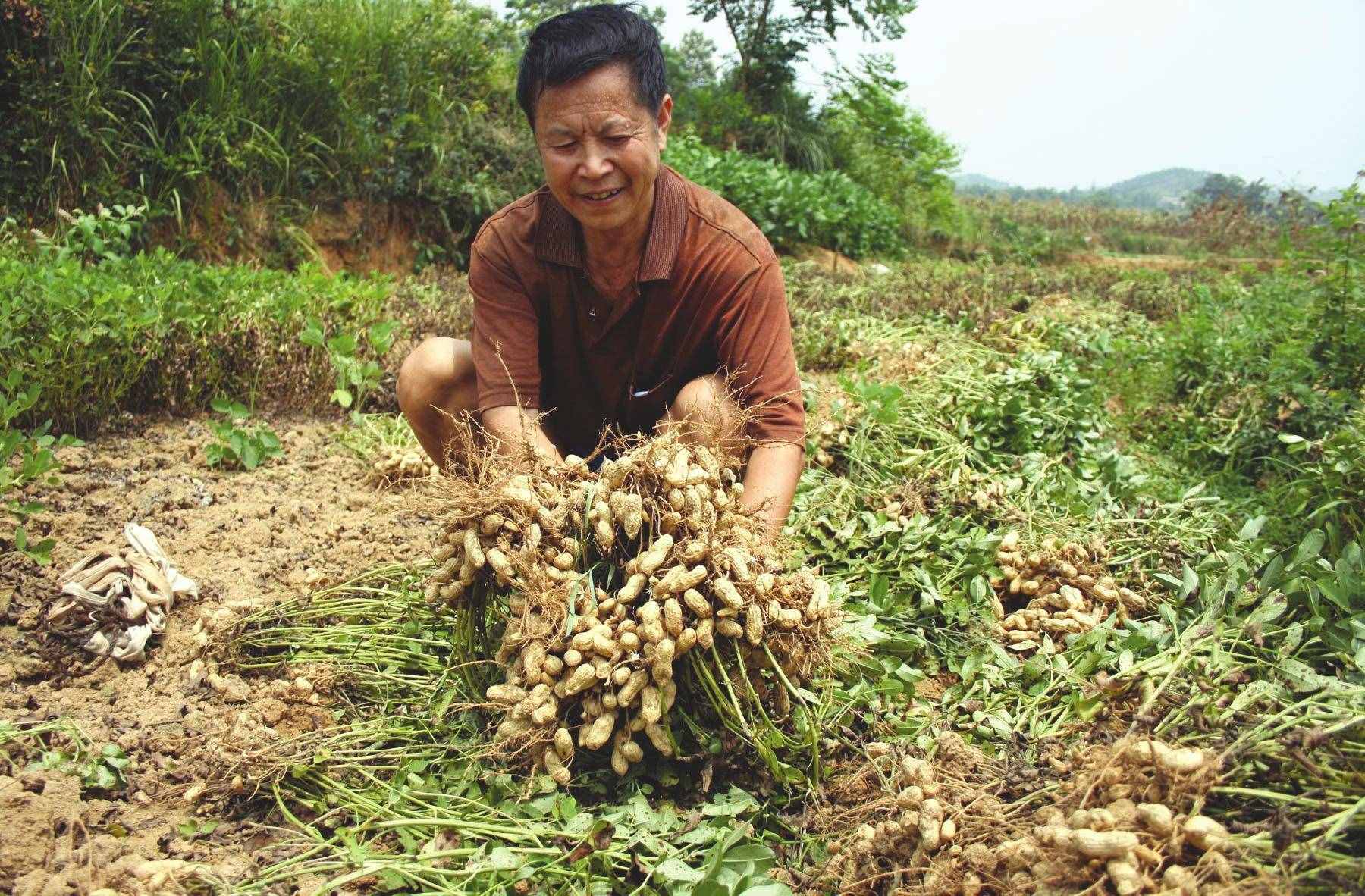 關(guān)于黑花生你了解有多少？如何種好黑花生？