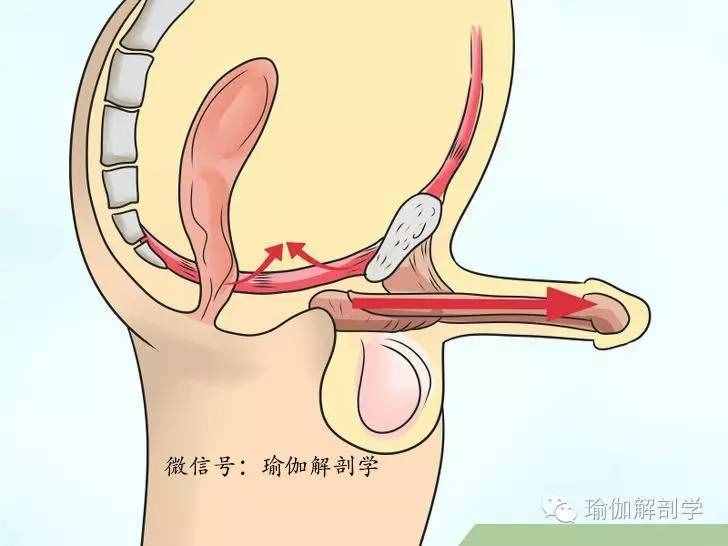 什么是PC肌？怎么鍛煉PC??？