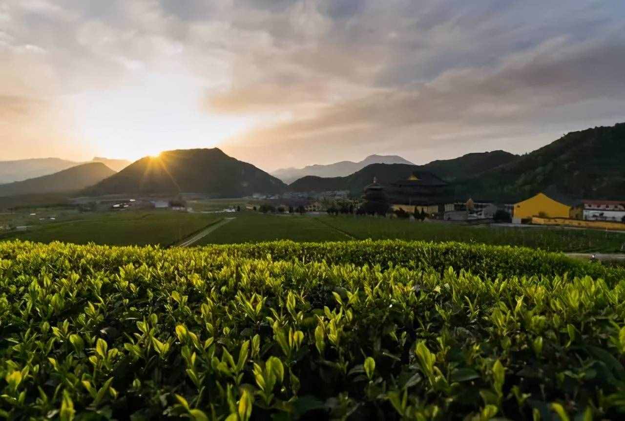 怎么有這么多叫“雪芽”的茶！它們都是綠茶嗎？