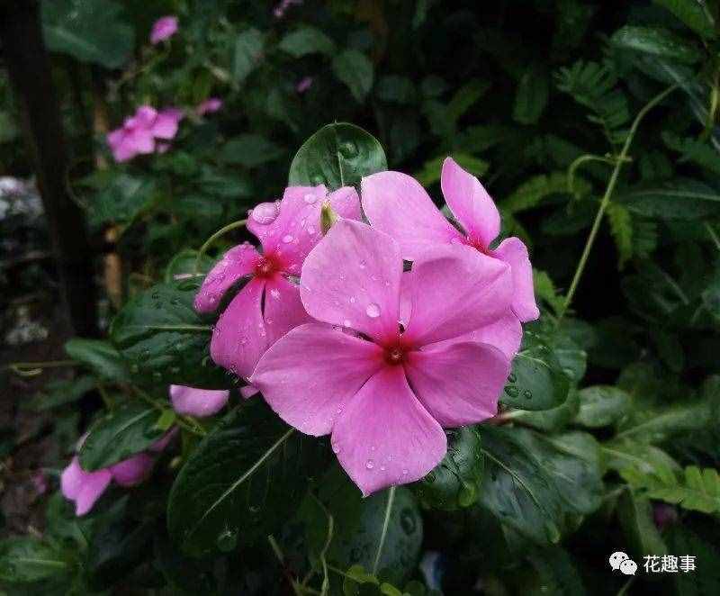 長春花和長春市有什么關(guān)系？