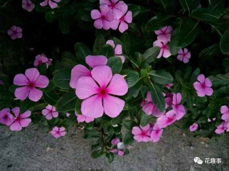 長春花和長春市有什么關(guān)系？
