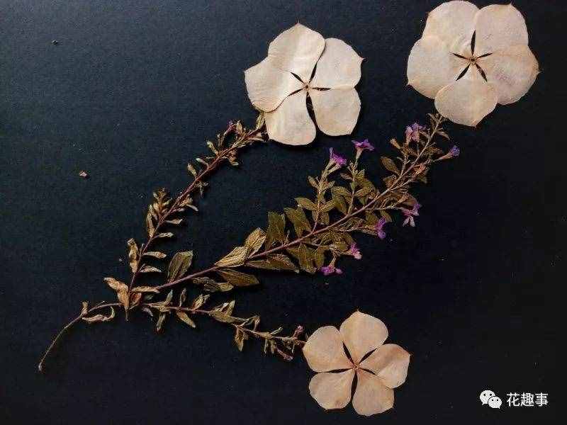 長春花和長春市有什么關(guān)系？