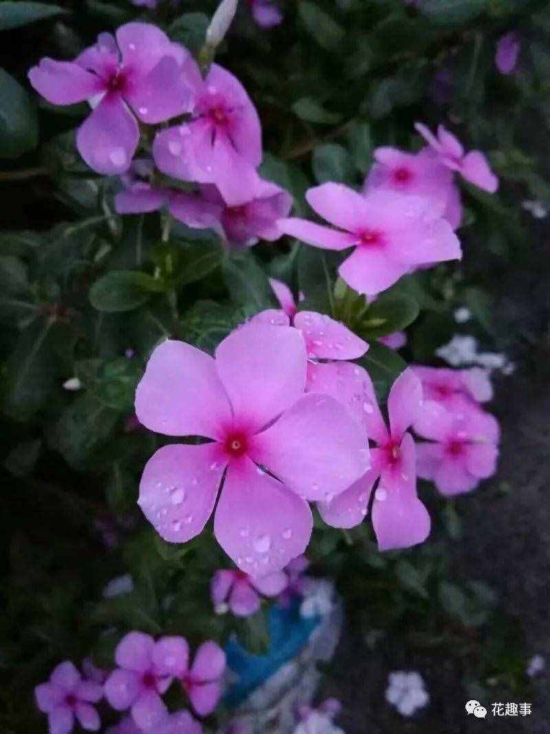 長春花和長春市有什么關(guān)系？
