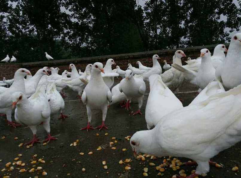 如何養(yǎng)好肉鴿？不同階段要用不同飼養(yǎng)方法，都是經(jīng)驗(yàn)之談