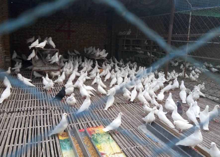 如何養(yǎng)好肉鴿？不同階段要用不同飼養(yǎng)方法，都是經(jīng)驗(yàn)之談