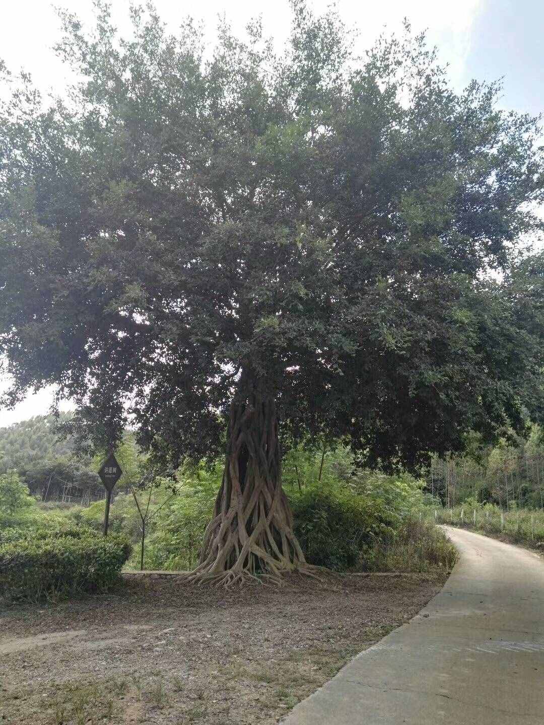 過(guò)去的日子如輕煙