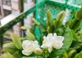 今日更新茉莉花的種植（養(yǎng)茉莉也要用心）