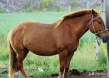 今日更新馬是怎樣睡覺的（馬是如何睡覺的嗎）