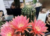 今日更新仙人球品種（八種會開花的仙人球）