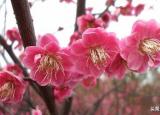 今日更新梅花的精神（梅花的特點有哪些）