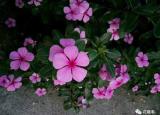 今日更新長(zhǎng)春的市花（長(zhǎng)春花和長(zhǎng)春市有什么關(guān)系）