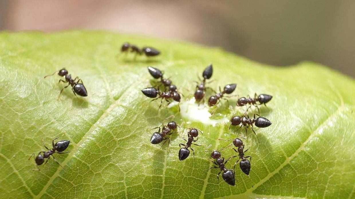 家中有螞蟻不要忙著噴藥，用這個(gè)方法，去螞蟻安全有效