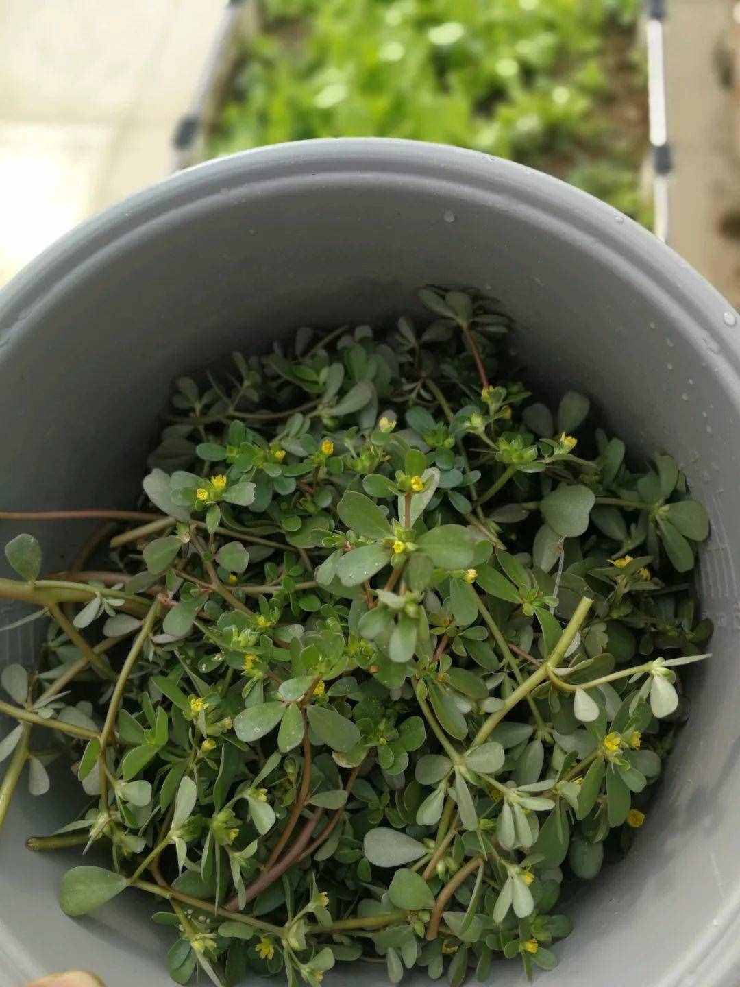 這3種降火菜，掐根枝丟土里就活，夏天飯桌少不了！