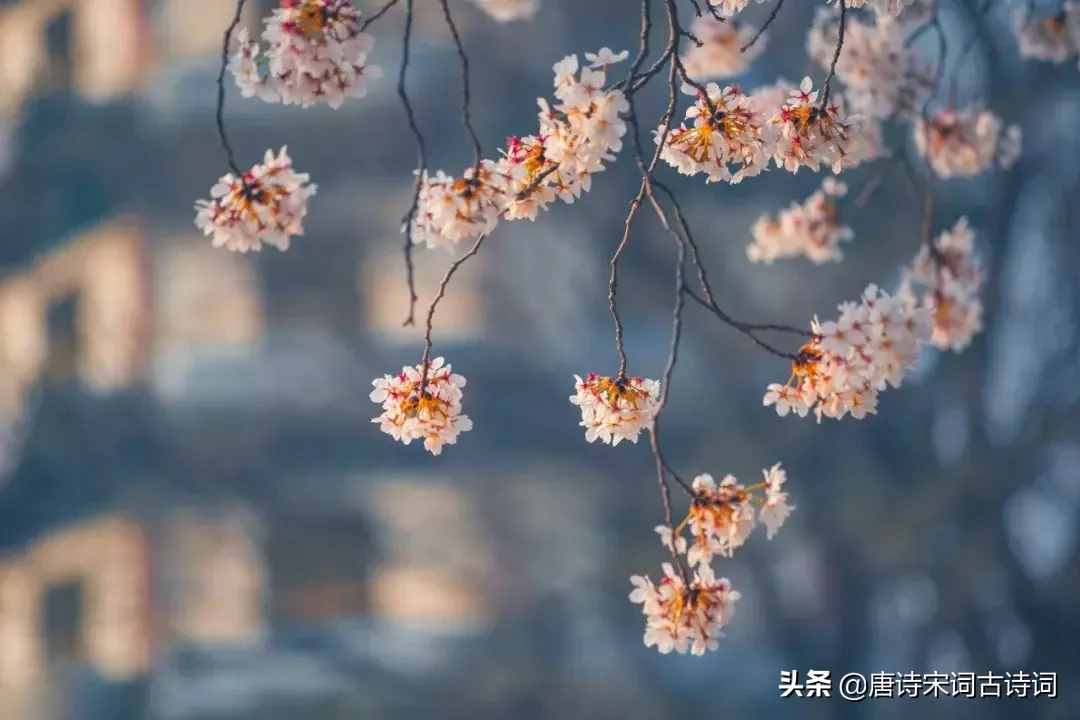 學一個成語記一首詩詞，領(lǐng)略經(jīng)典的魅力！