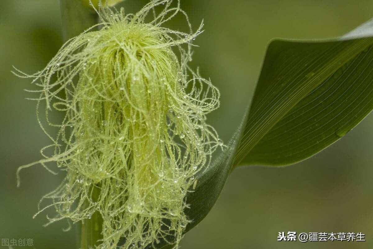 玉米須怎么煮水喝，搭配什么泡茶喝更健康