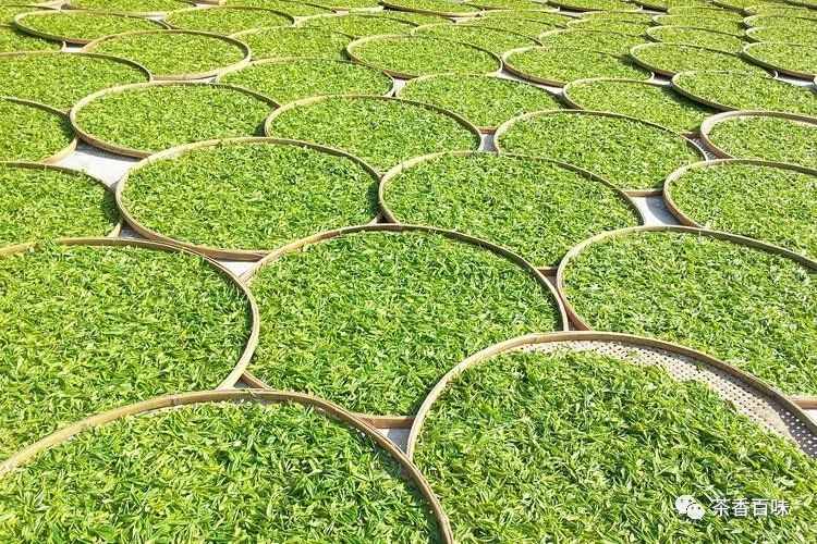 揭秘綠茶內(nèi)幕！不能不知綠茶工藝分類