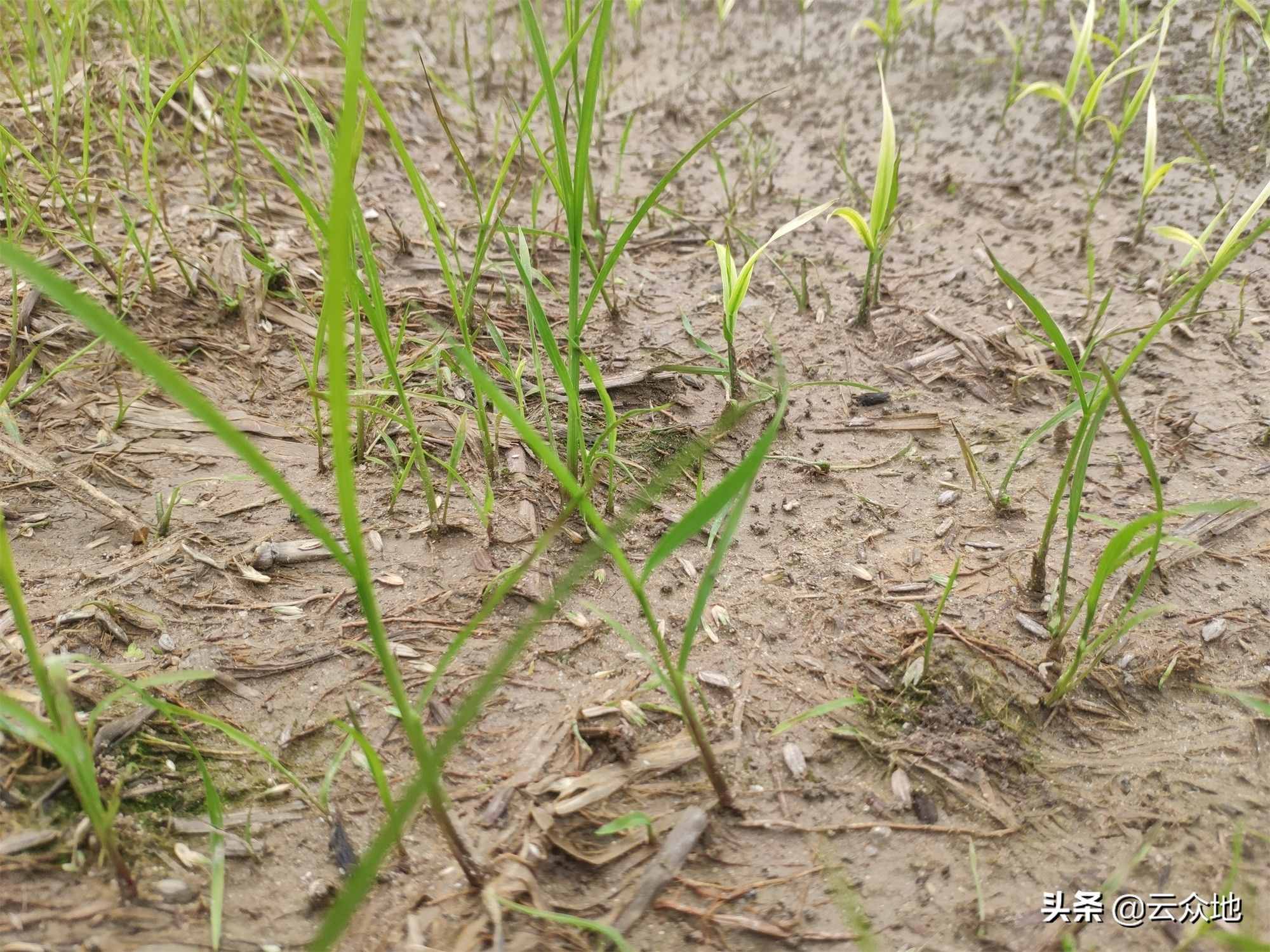 稻田稗草防除，氰氟草酯是主流配方，科學(xué)除草要排水回水并保水