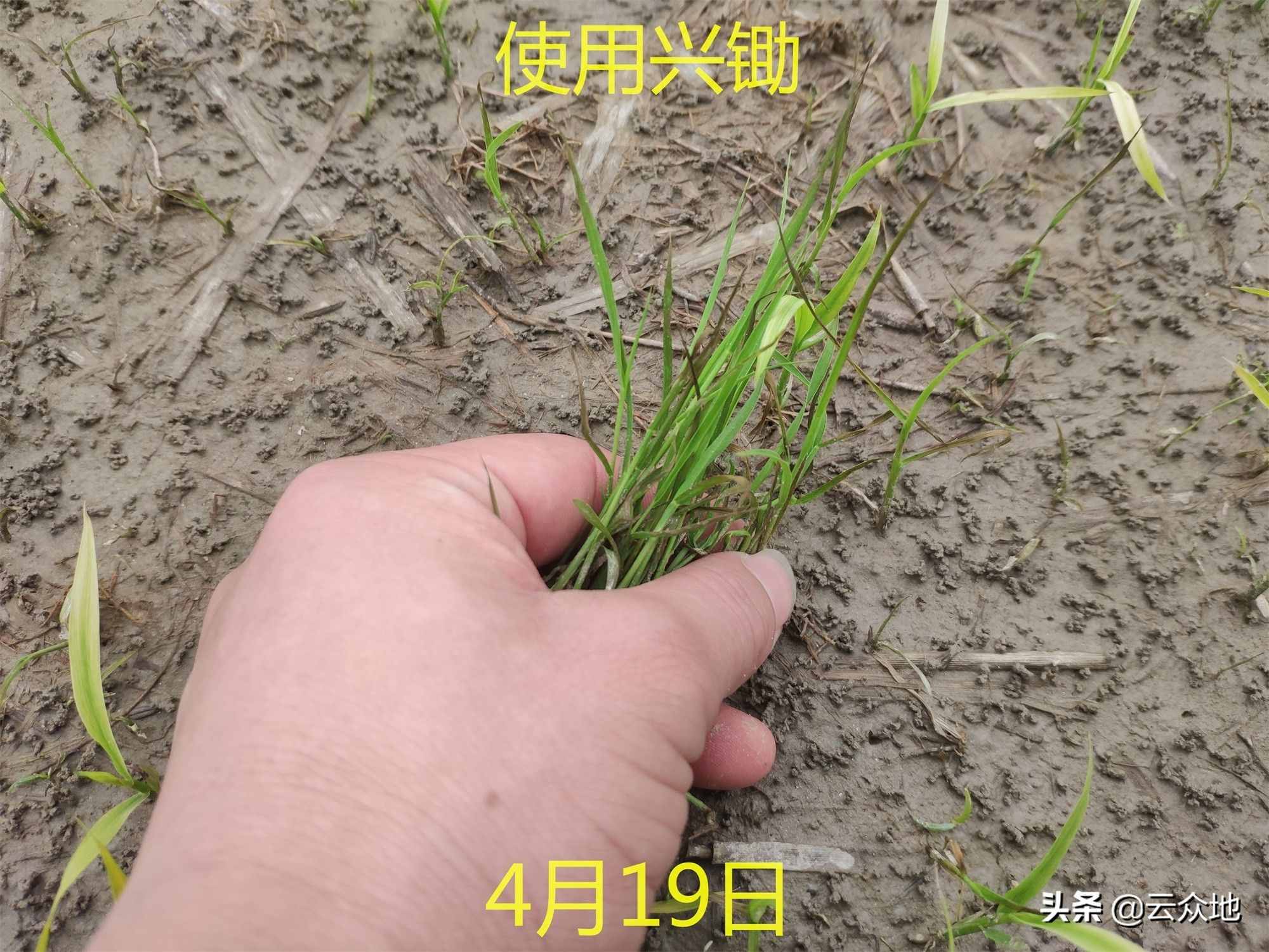 稻田稗草防除，氰氟草酯是主流配方，科學(xué)除草要排水回水并保水