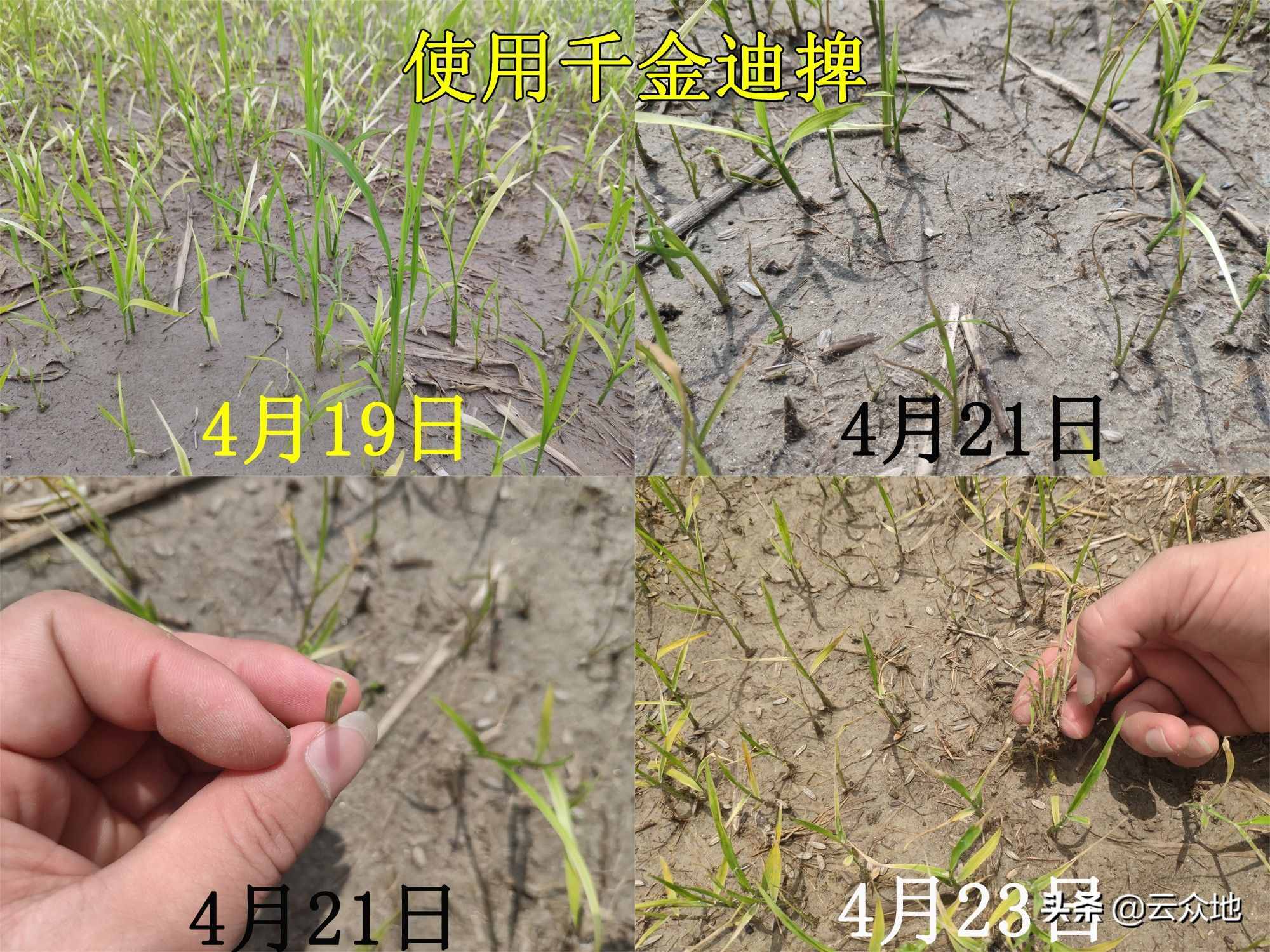稻田稗草防除，氰氟草酯是主流配方，科學(xué)除草要排水回水并保水