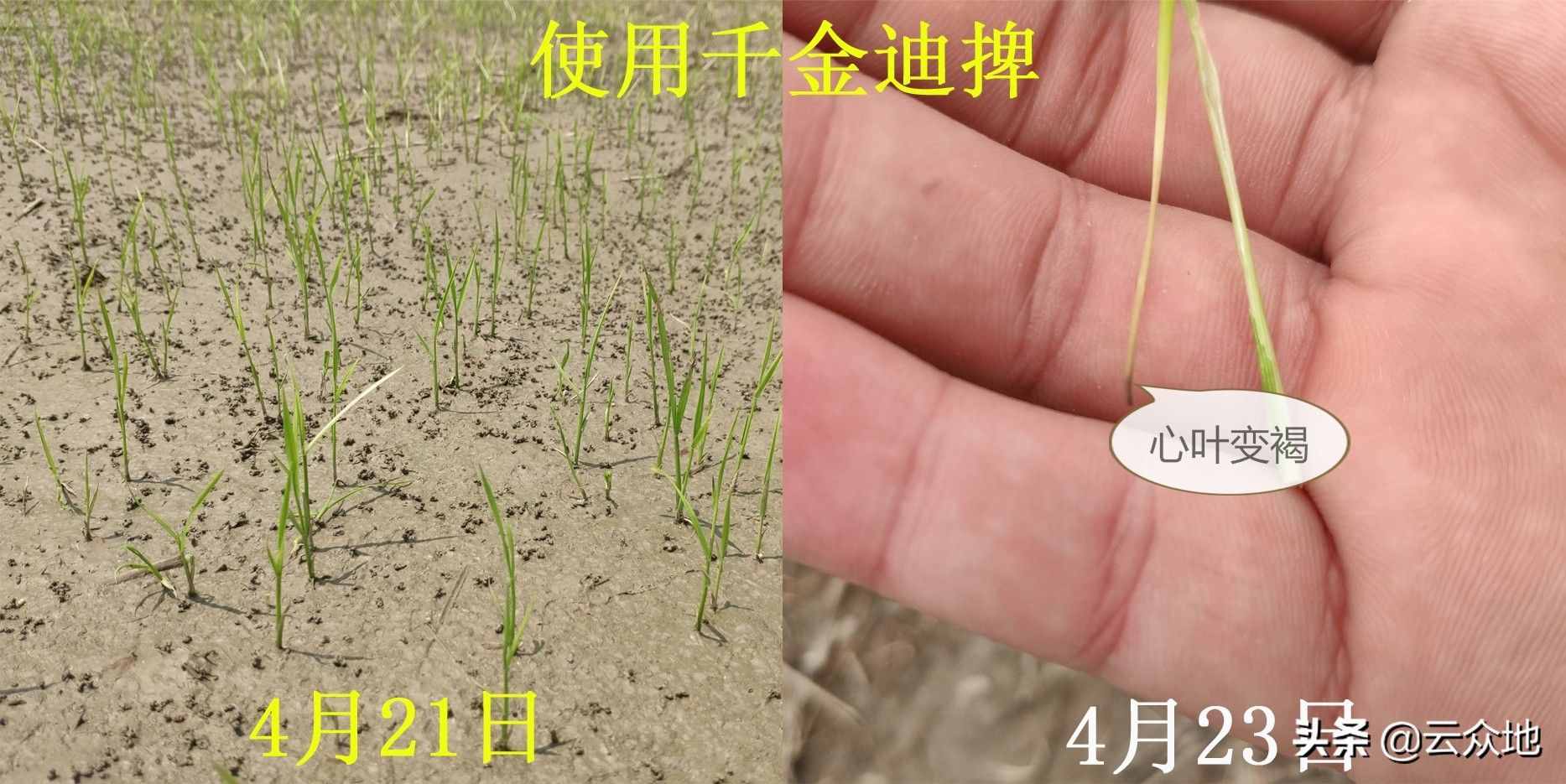 稻田稗草防除，氰氟草酯是主流配方，科學(xué)除草要排水回水并保水