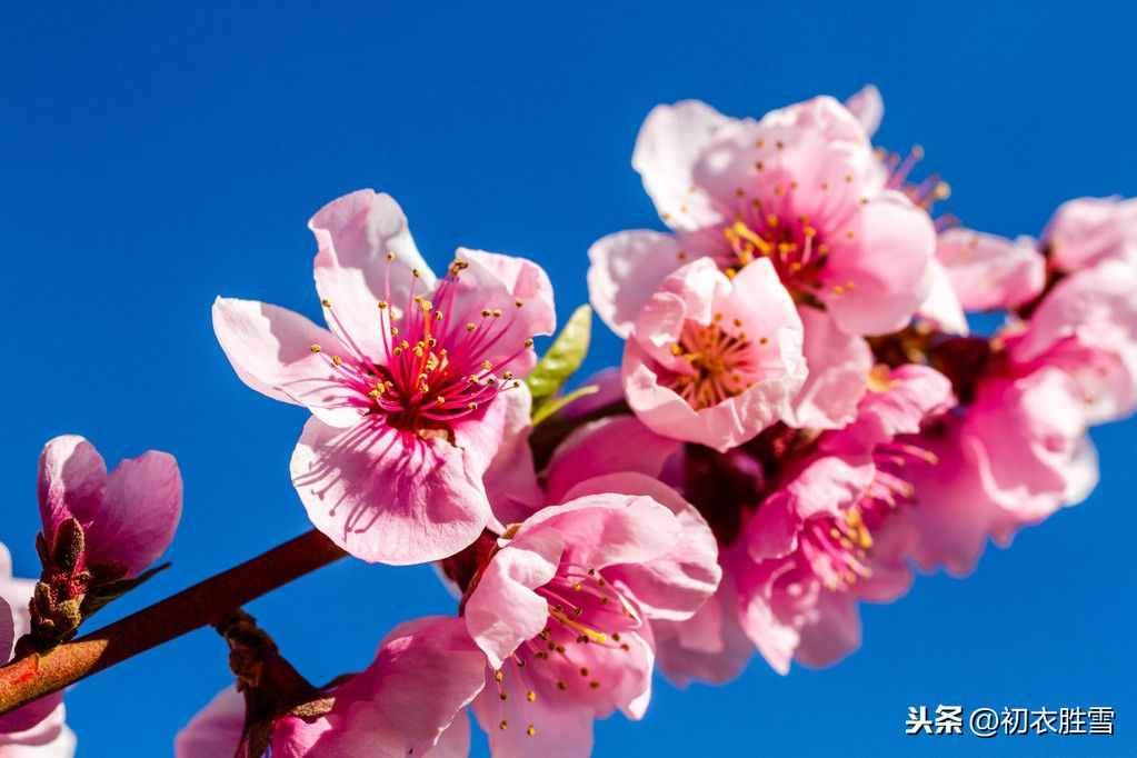 薛寶釵才真正讀懂了杜甫：黃四娘家花滿磎，干朵萬朵壓枝低