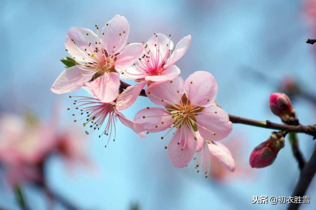 薛寶釵才真正讀懂了杜甫：黃四娘家花滿磎，干朵萬朵壓枝低