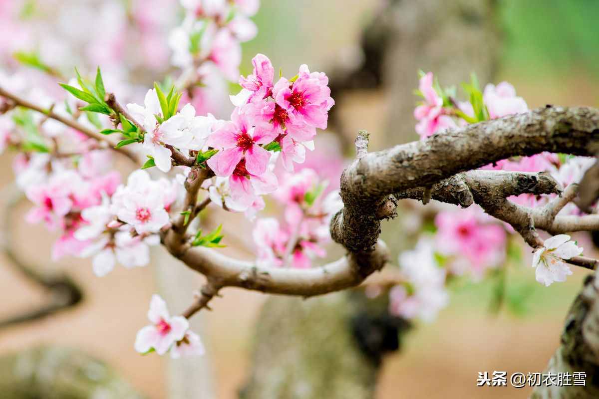 薛寶釵才真正讀懂了杜甫：黃四娘家花滿磎，干朵萬朵壓枝低