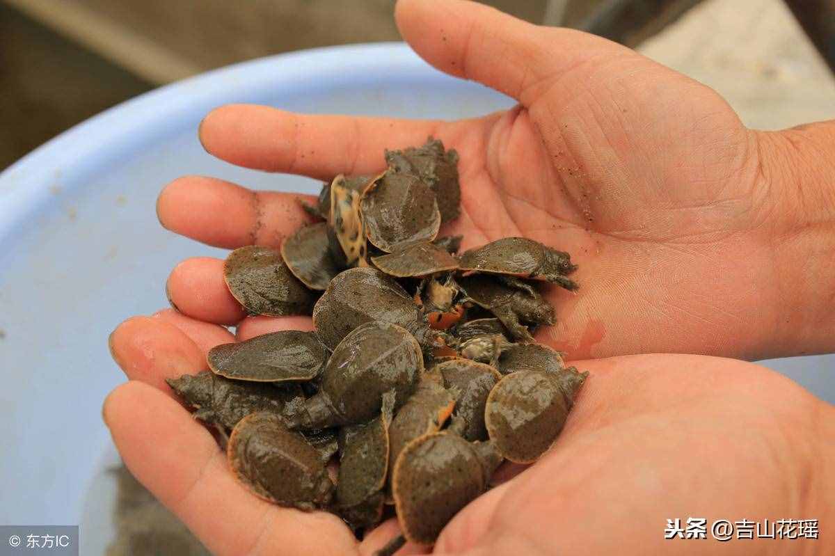 甲魚的繁殖技術(shù)