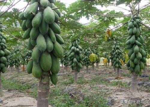 “投我以木桃，報(bào)之以瓊瑤”出自何處？