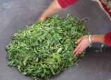 今日更新蒸青綠茶（揭秘綠茶內(nèi)幕）