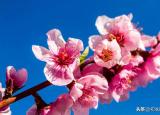 今日更新黃四娘家花滿蹊的下一句（黃四娘家花滿磎）