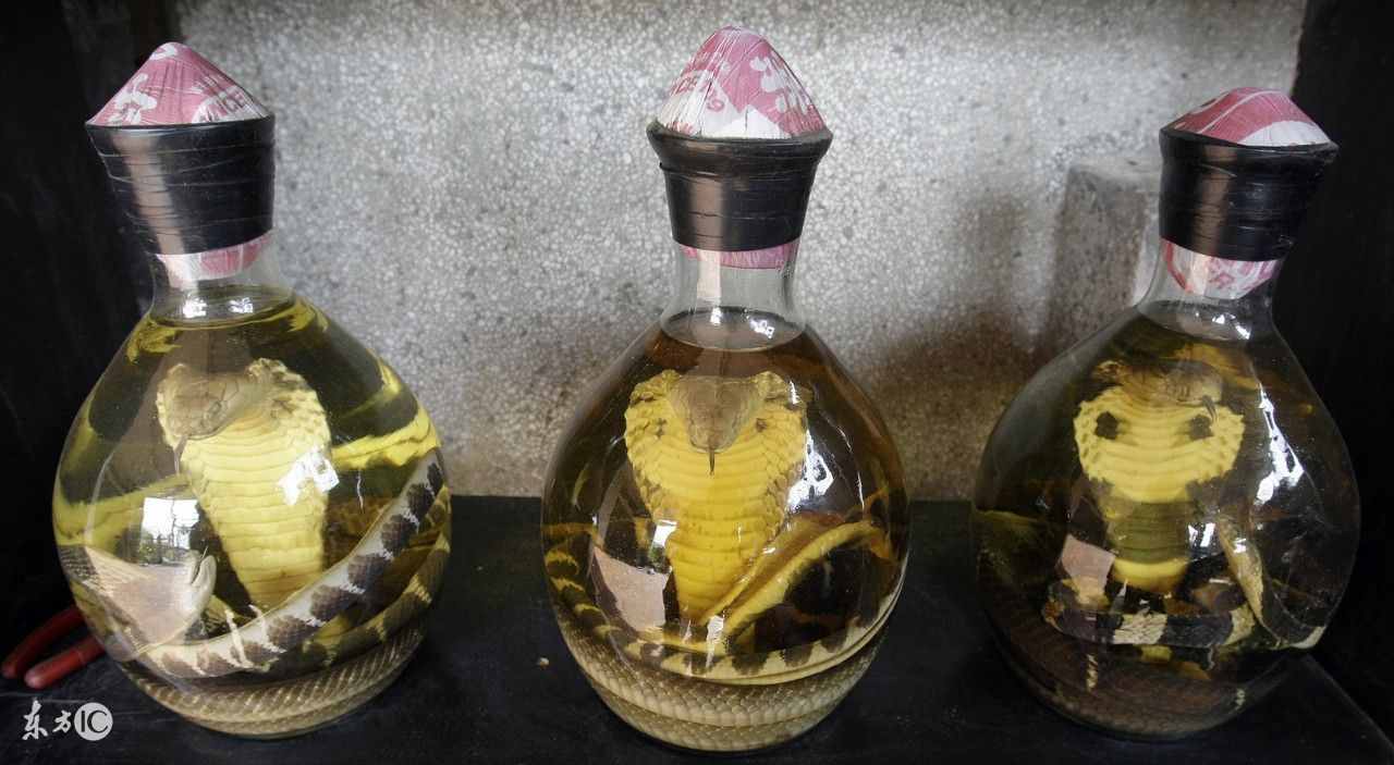 活毒蛇泡酒有毒嗎？醫(yī)生一般不告訴你