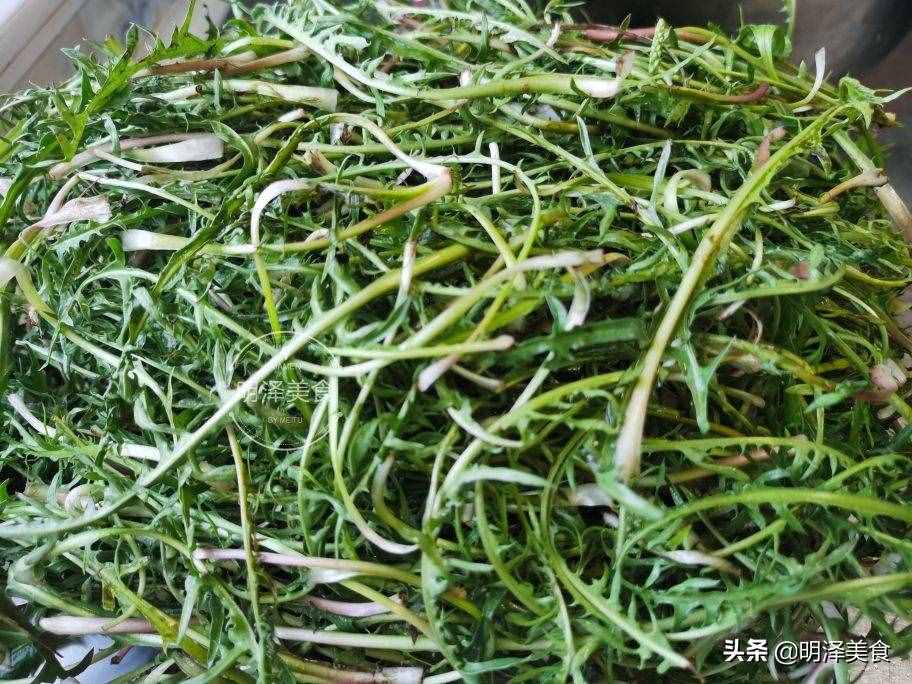 蒲公英即是中藥又是野菜，生吃做餡都可以，包餃子吃太香了