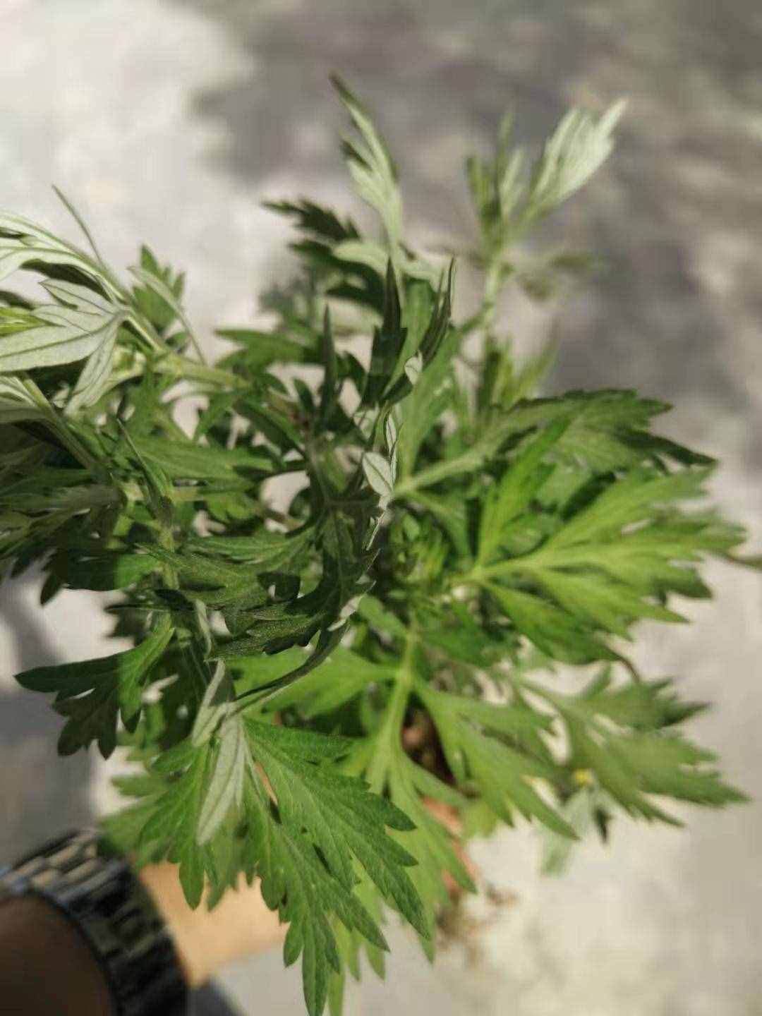 盛夏的開端，來說說端午“三友”和粽子