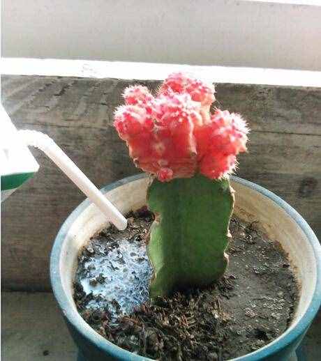 牛奶過期了怎么辦？千萬別扔！教你幾個小妙招