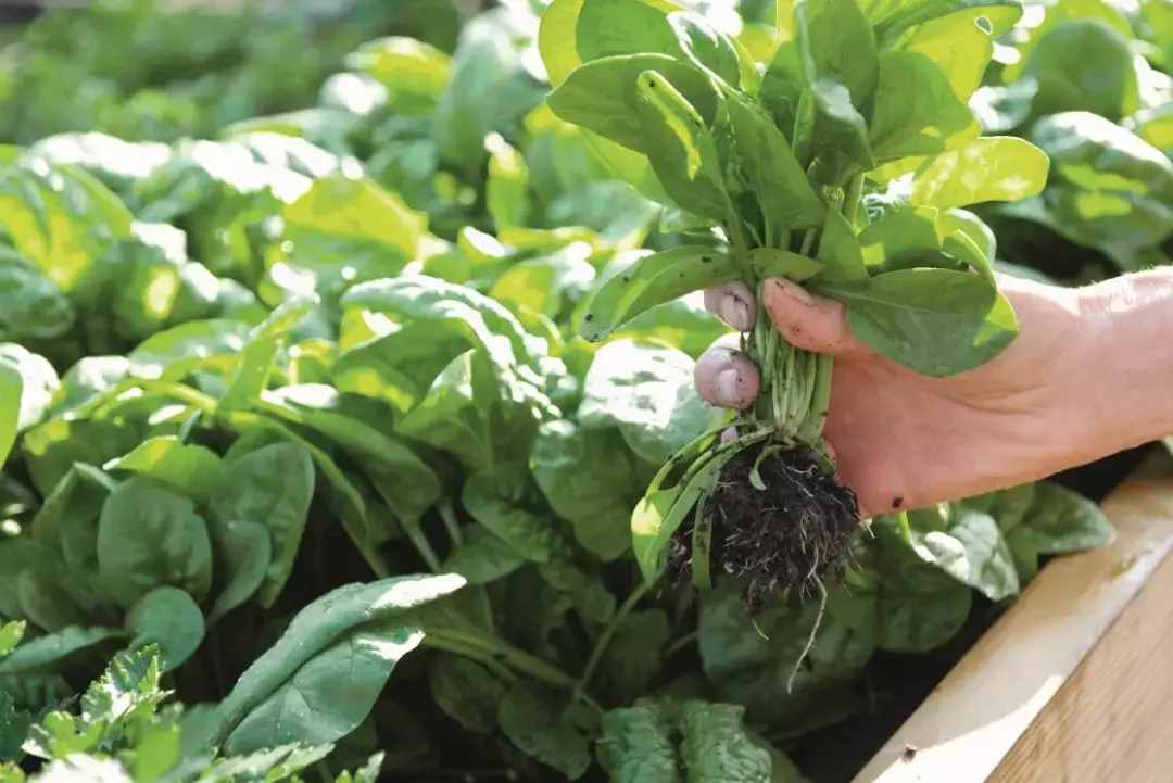 植物為什么會(huì)積累草酸？草酸有什么作用？
