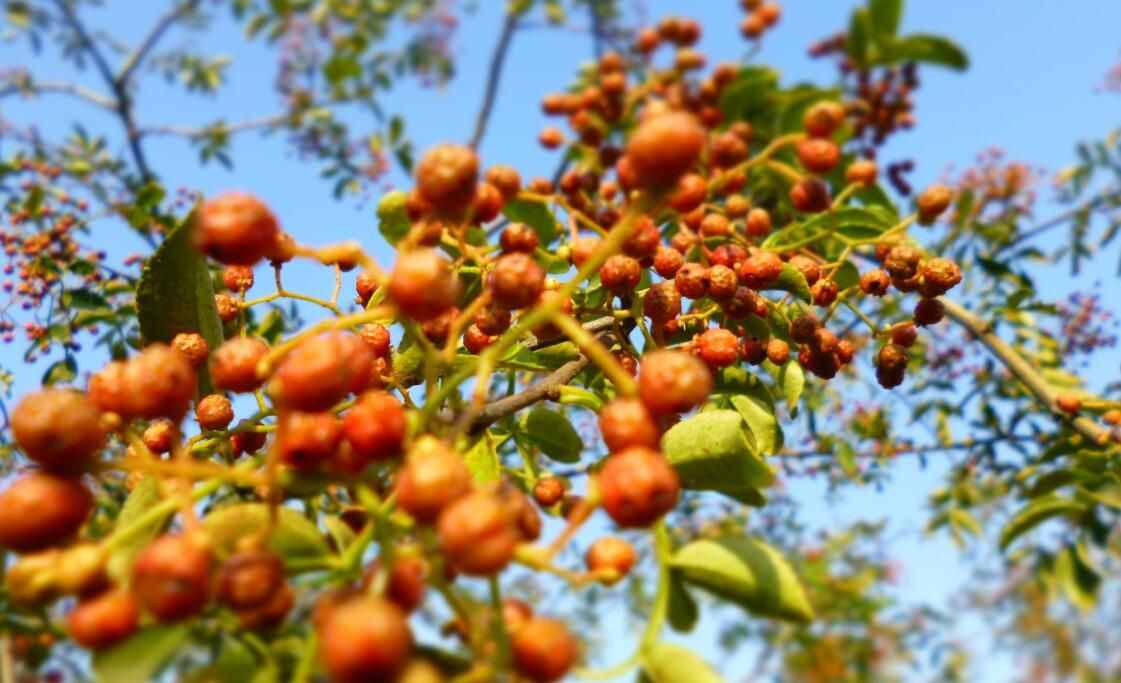 一分錢(qián)不用花，農(nóng)村土醫(yī)生治療灰指甲的秘方