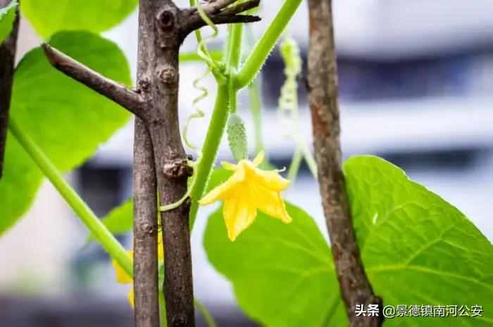 詩詞｜8首夏日田園詩，梅子熟時，花開半夏，美到心醉