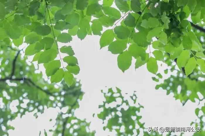 詩詞｜8首夏日田園詩，梅子熟時，花開半夏，美到心醉