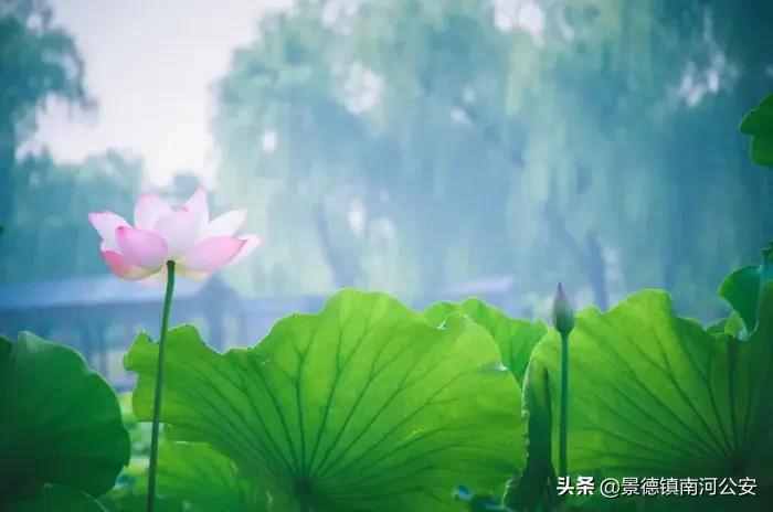 詩詞｜8首夏日田園詩，梅子熟時，花開半夏，美到心醉